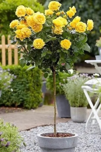 Троянда (жовта) ШТАМБ | Rose (yellow) SHTAMB | Роза (желтая) ШТАМБ